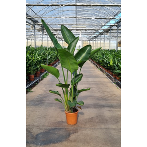 Strelitzia reginae