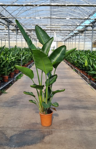 <h4>Strelitzia reginae</h4>