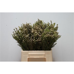 Kaaps Brunia Spray