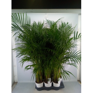 Dypsis lutescens   ...Chrysalidoca