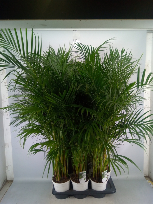 <h4>Dypsis lutescens   ...Chrysalidoca</h4>