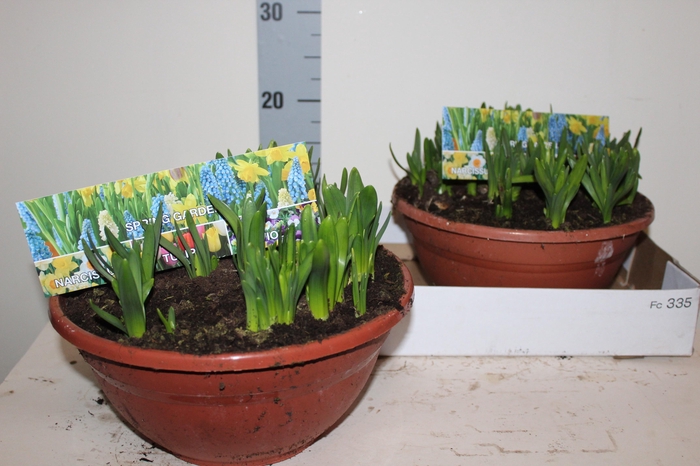 <h4>NARC O TETE A TETE</h4>