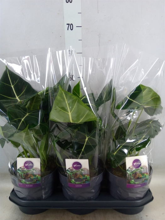 <h4>Alocasia   ...</h4>