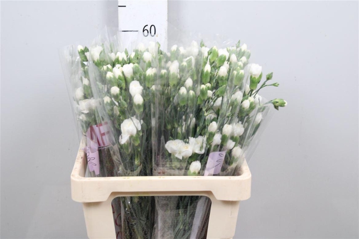 <h4>Di Tr Artic</h4>