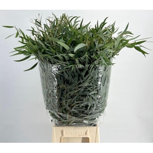 EUCA NICHOLII 200 GR.