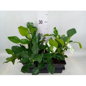 Citrus hystrix