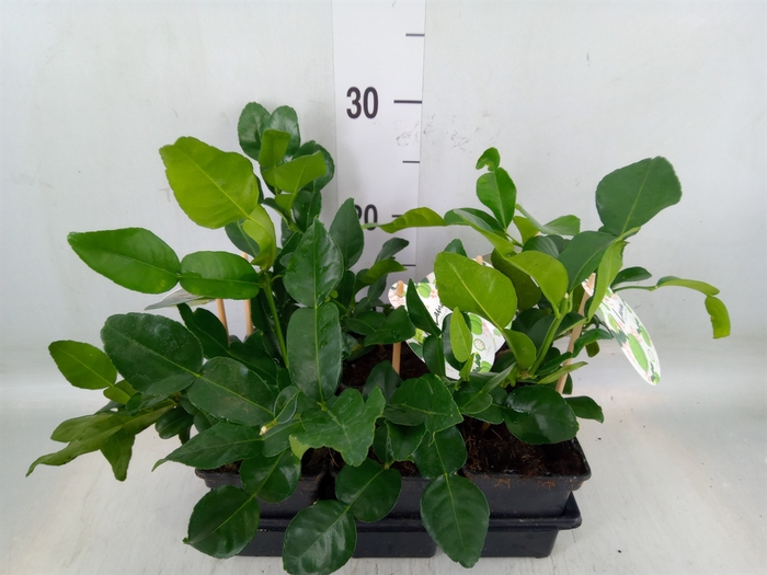 <h4>Citrus hystrix</h4>