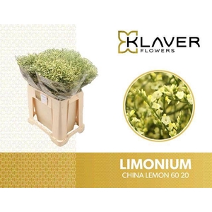 LIM SIN CHINA LEMON