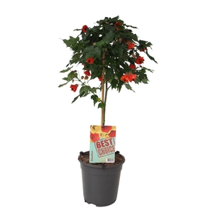 Abutilon Oranje (Red Trumpet)