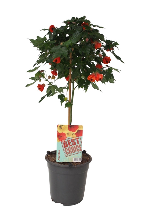 <h4>Abutilon Oranje (Red Trumpet)</h4>