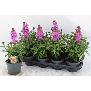 ERYS LEY PURPLE GLOW