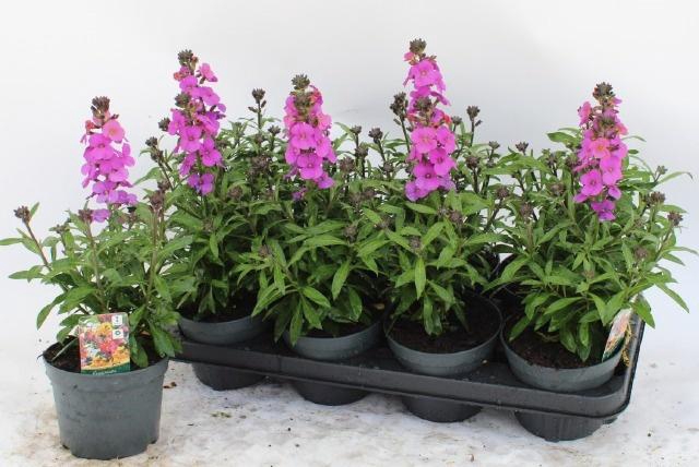 <h4>ERYS LEY PURPLE GLOW</h4>