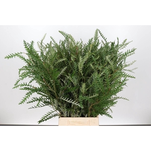 Grevillea Ivanhoe Spray