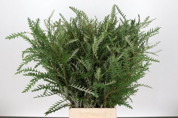 <h4>Grevillea Ivanhoe Spray</h4>
