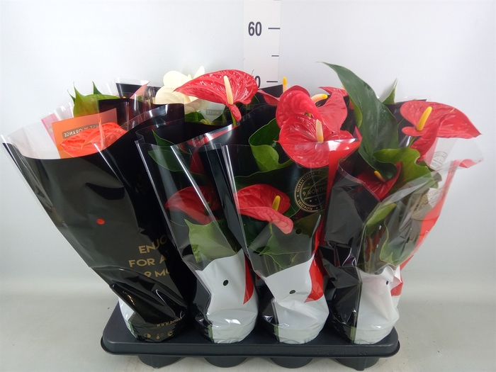 <h4>Anthurium   ...mix</h4>