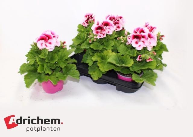 <h4>PEL GR EL TONY</h4>