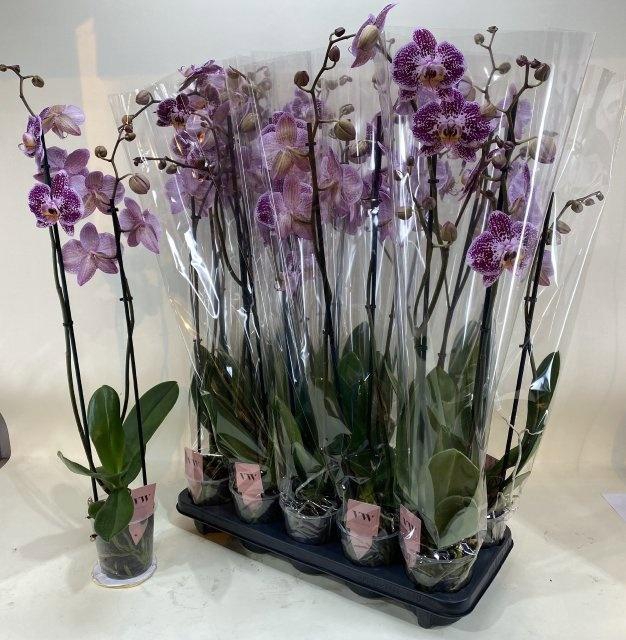 <h4>PHAL AN REIMS</h4>