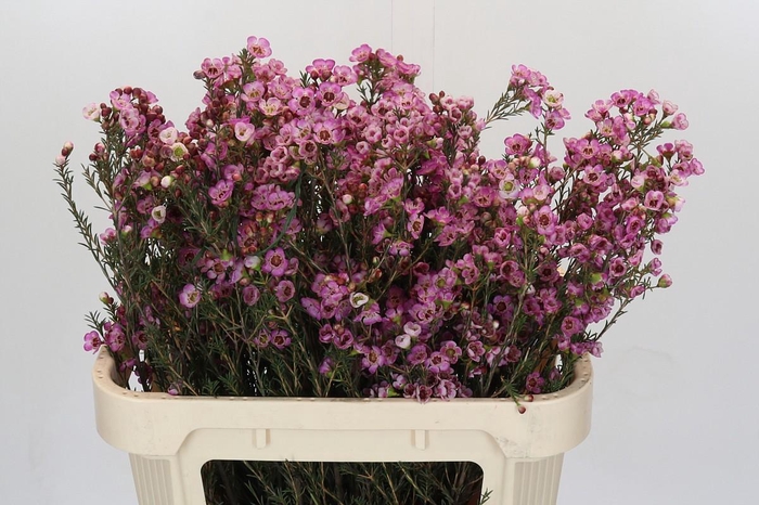 <h4>Chamelaucium Adi</h4>