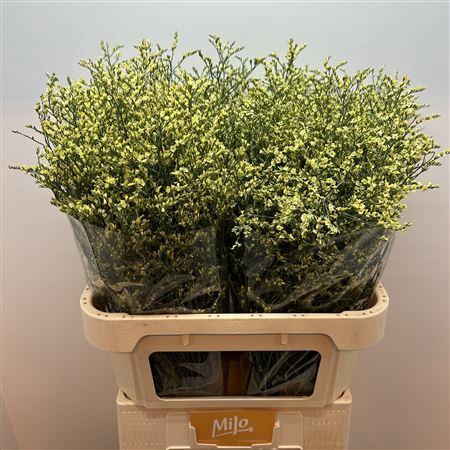 <h4>Lim Sin China Summer</h4>