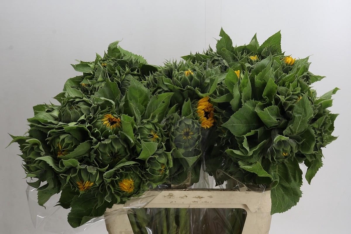 <h4>Helianthus Orange Fire</h4>