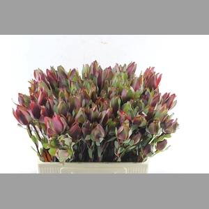 Leucad Senorita Spray