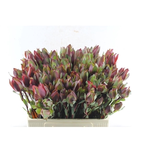 Leucad Senorita Spray