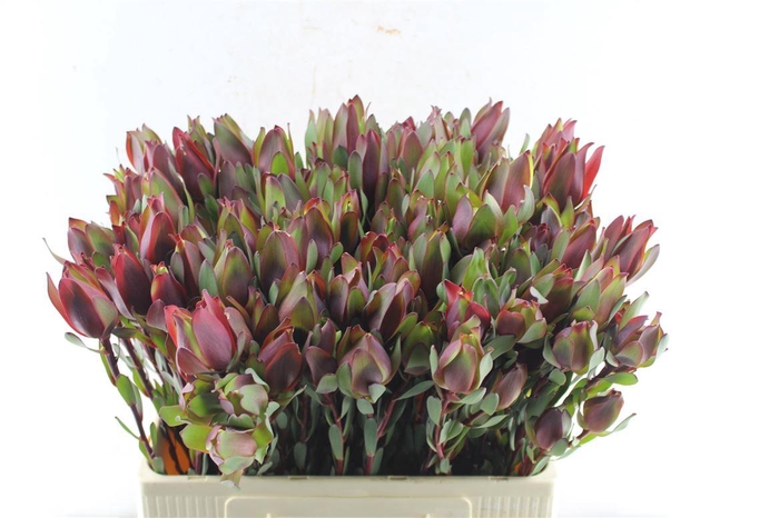 <h4>Leucad Senorita Spray</h4>