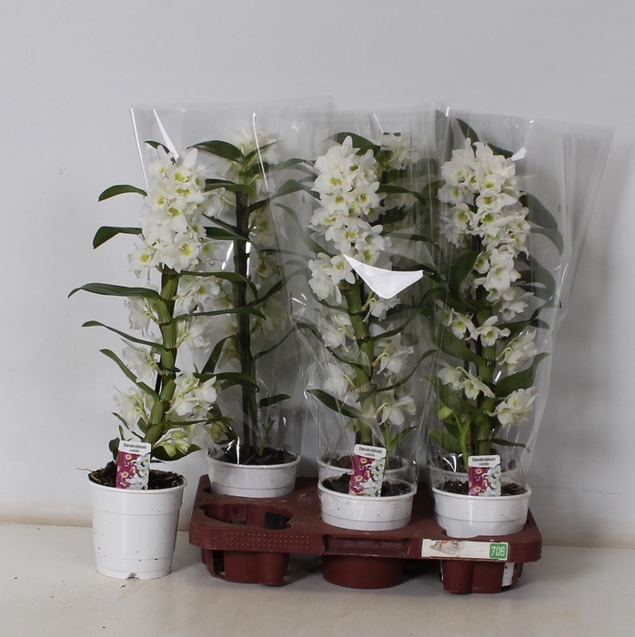 <h4>DEND NOBILE</h4>