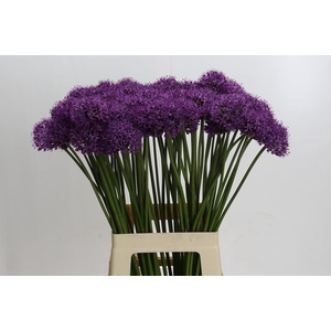 Allium Gladiator