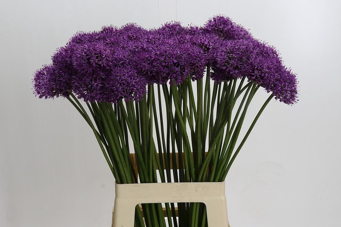 <h4>Allium Gladiator</h4>