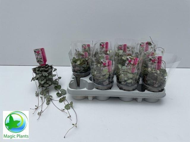 <h4>Ceropegia woodii ssp. woodii</h4>