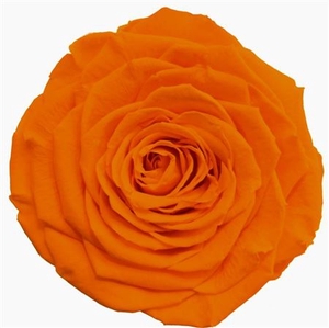 RP GR. PRES ROSA  LL ORA 99