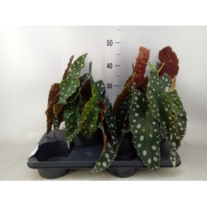 Begonia maculata