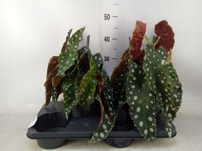 <h4>Begonia maculata</h4>
