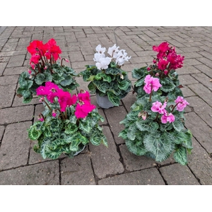 ACTIE Cyclamen Merengue (gefranjerd) 13cm diverse kleuren