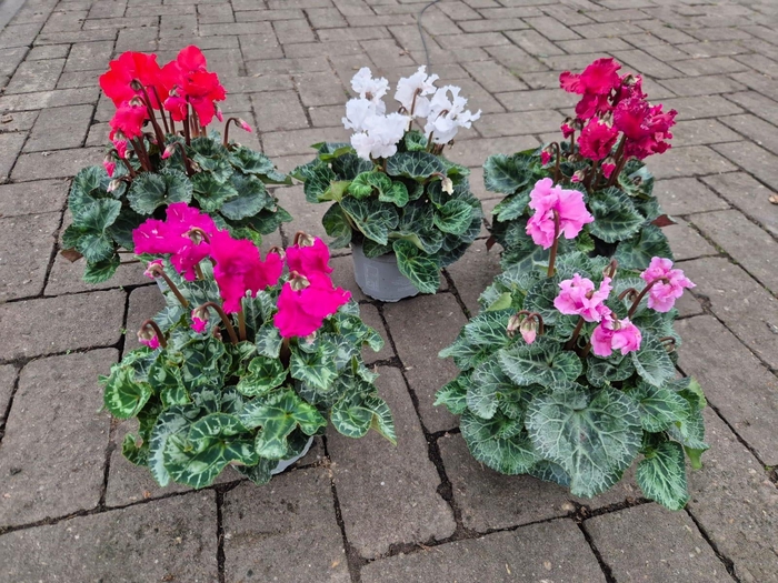 <h4>ACTIE Cyclamen Merengue (gefranjerd) 13cm diverse kleuren</h4>