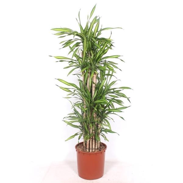 <h4>Dracaena fragrans Riki</h4>