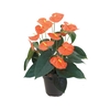 ANTHURIUM PRINCE OF ORANGE P15