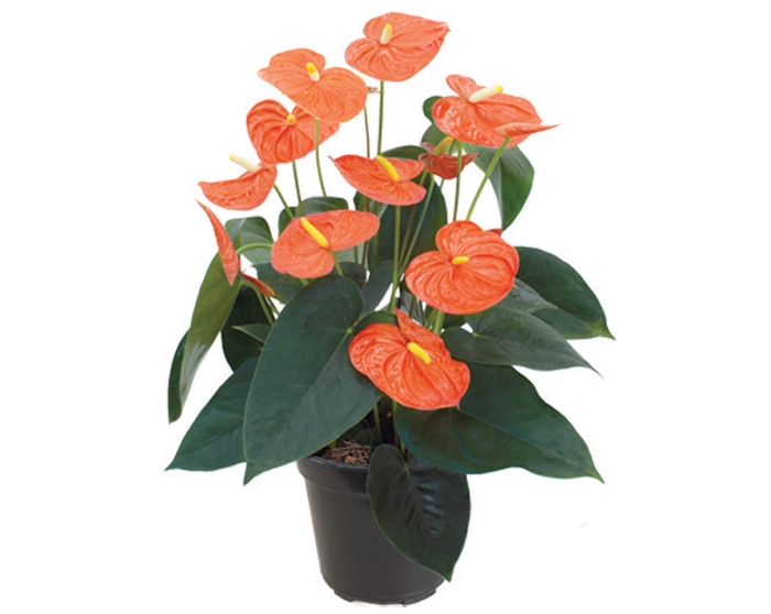 ANTHURIUM PRINCE OF ORANGE P15