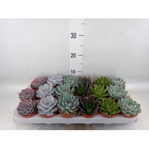 Echeveria   ...mix