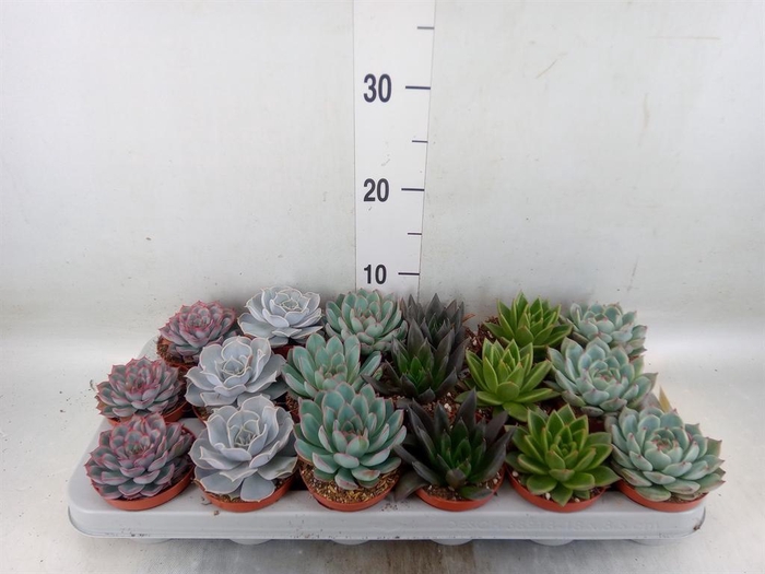 <h4>Echeveria ...mix</h4>