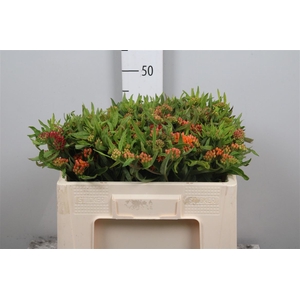 Ascl Tuberosa