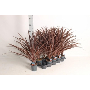 CORD AUS RED STAR