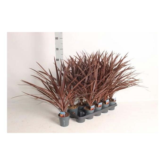 <h4>CORD AUS RED STAR</h4>
