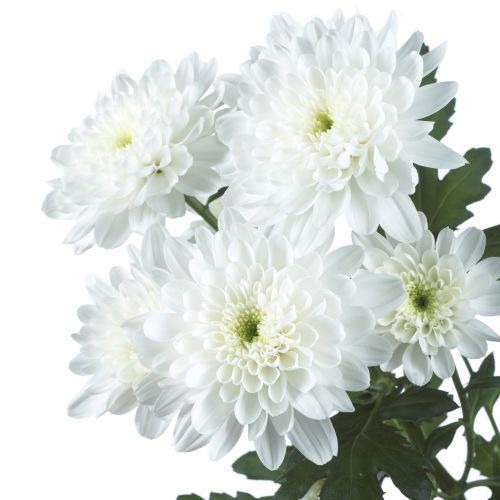 <h4>CRISANTEMO ZEMBLA 060 CM</h4>