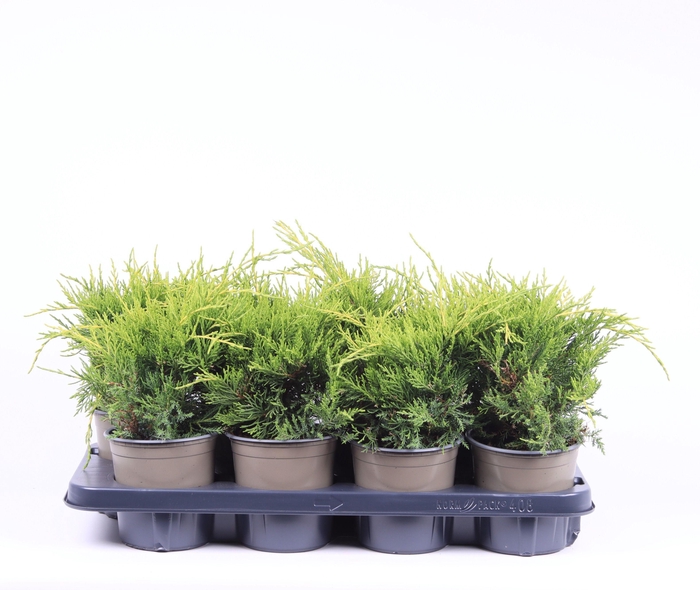 <h4>Juniperus x pfitzeriana 'Old Gold'</h4>
