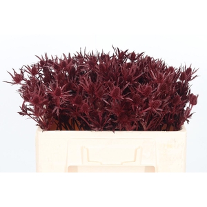 Eryn Orion Kl Bh Bordeaux