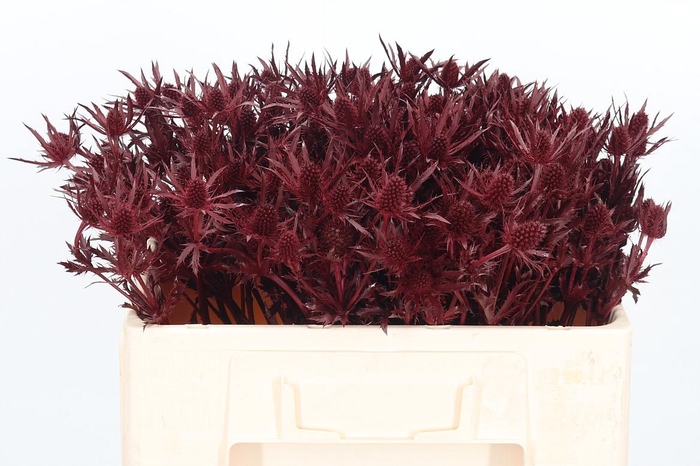 <h4>Eryn Orion Kl Bh Bordeaux</h4>