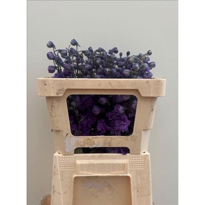 Delphinium dubbelbloemig (Elatum Grp) Dev Purple H
