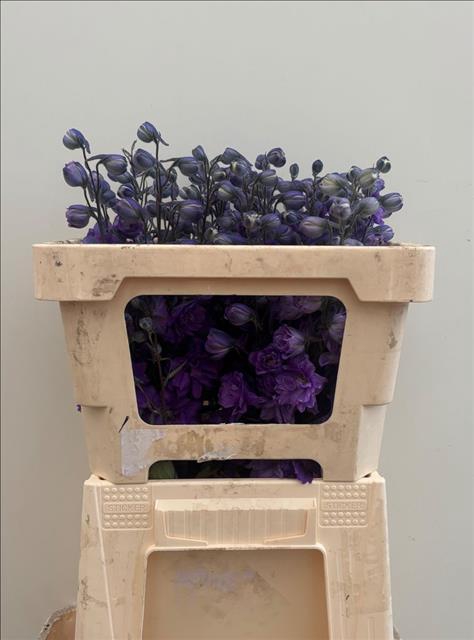<h4>Delphinium dubbelbloemig (Elatum Grp) Dev Purple H</h4>
